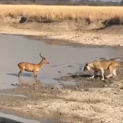 Battle between antelope and lion. #antelope #reelsvideoシ #reelsfypシ #viralreelsfb #trendingreels #wildlife #viralreelschallenge #foryouシ #nature | wildlife corner