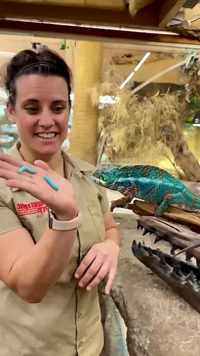 Feeding our gorgeous Panther Chameleon as it snatches these juicy horned caterpillars with its tongue! 🦎🐛 At the core of his tongue is a unique bone called the hyoid, which he cocks back like a spring. When he’s ready to strike, he fires this bone forward, and a specialized accelerator muscle launches the tongue out, unleashing 14 Gs of force, that’s more than what an astronaut feels during a rocket launch! 🚀 The entire process, from launch to retraction, is faster than a human heartbeat! It’