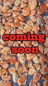 34K views · 708 reactions | ใกล้แล้วคับ เตรียมพร้อมฝึกสกิล sensory สำหรับสาย craft/ specialty | Infinite cacao - อินฟินิท คาเคา | Facebook