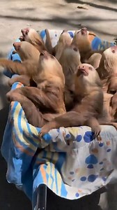 Sloth friends going together for a weighing session. #animalvideos #sloth #cute #socute | Animals Videos
