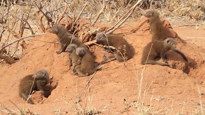 A pack of common dwarf mongoose basking in the morning sun, absorbing much needed energy before getting down to business in the African Bush Kingdom | African Bush Kingdom