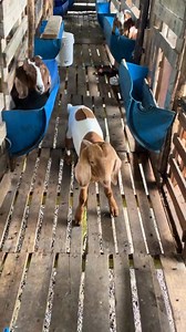 29K views · 336 reactions | Successful goat farming isn’t about...