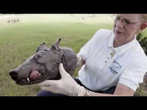 Top 10 Real Chupacabra Sightings Caught On Tape / Camera