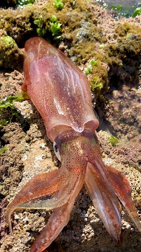 #calamar 🦑😍🦑#octopus !?#cumicumi #squid #squid #beachlife #fishing #viralreels #photography #reelsviralシ #nature | Ben Mouloud_vlogs
