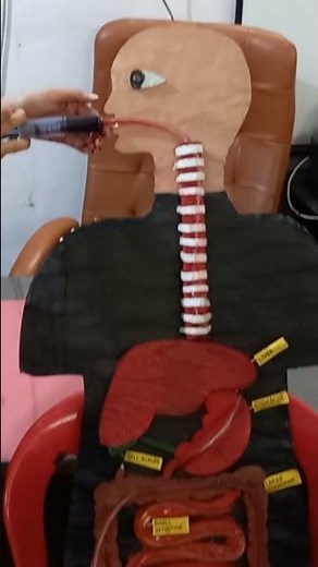 Human Digestive System working Model