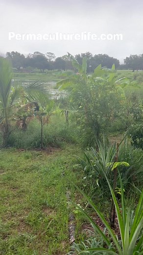 My dwarf Puerto Rican plantains ! | Andre The Farmer