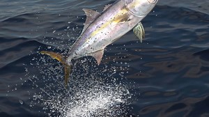 Amberjack
