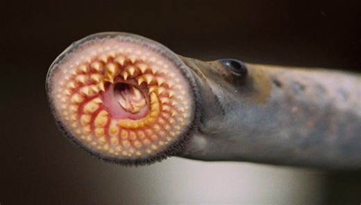 New documentary explains how predatory lampreys menaced the Great Lakes — until science beat them back
