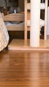 1.7K views · 138 reactions | To catch an angel  | Hope For Pets | Facebook