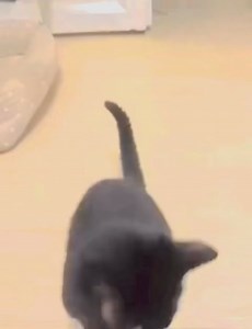 1.9K views · 40 reactions | ♥️ Cuki a cica es Galamb a kutya is...