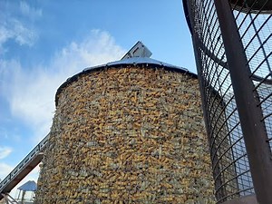 Corn and soybean Harvest 2020!