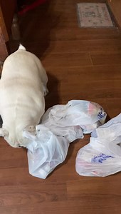 22K views · 3.6K reactions | Here’s the Weed, helper of of unpacking grocery bags . Oh Augie & Gigi… | Augie Doggy’s Place | Facebook