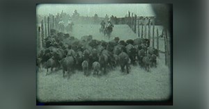 Custer State Park Buffalo Roundup