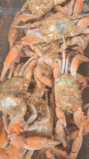 1.9K views · 25 reactions | 59 SALKEHATCHIE RD YEMASSEE SOUTH CAROLINA TUESDAY THROUGH THURSDAY 11AM-7PM Belly Full by Tyger RESTAURANT 殺 | Belly Full by Tyger | Facebook