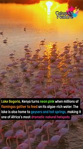 Lake Bogoria | Colors Of Nature