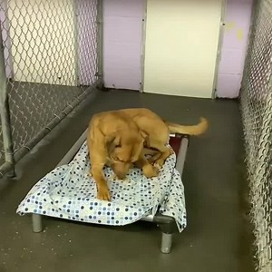 8.6K views · 14 reactions | Grand Strand Humane Society on Reels | Facebook