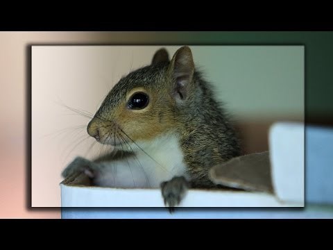 My Cute Baby Squirrel (2) - Drinking milk with cup