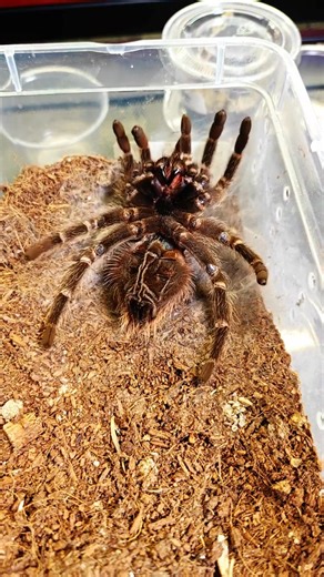 Watch my huge tarantula shed her skin #venomman20 #tarantula #spider #rescuer #tarantulamolting | Venomman