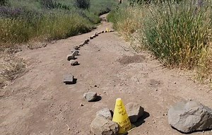 5.1K views · 113 reactions | Annual spring appearance of ground bees...