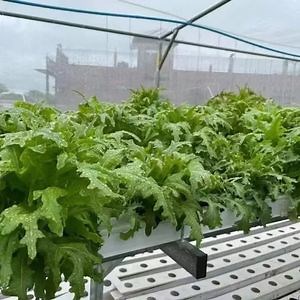 [Hot Item] Nft Channel Hydroponic Growing System Farming Vertical PVC Planting System