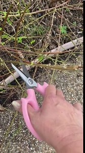 Flower Scissors, Premium Stainless Steel Garden Floral Shears, Comfortable Floral Scissors for Gardening, Pruning, Trimming Plants and Flower Arrangement - Pink