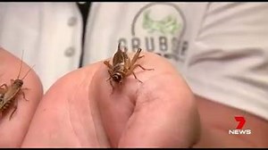 30K views · 142 reactions | Would you eat worms and crickets?! Edible...