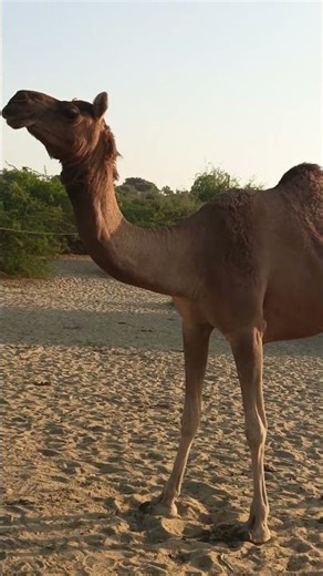 Camel mating short video |Animal breeding zone.#1000subscriber