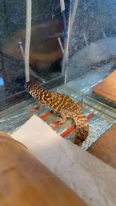 When your Uromastyx observed you scrolling endless Tik-Tok videos and accepted some viral songs vibe) 🦎 Import, export, and breeding since 1993 🦎 ⚠️We support responsible keeping and breeding⚠️ 🦎 #uromastyx #uromastyxofinstagram #uromastyxdispar #spinytailedlizard #desertlizard | BION Terrarium Center