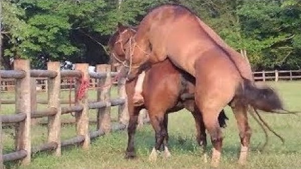 Animal Planet Amazing on Reels