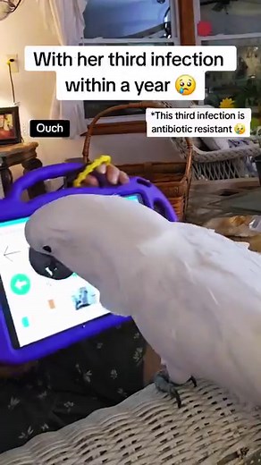 14K views · 561 reactions | The bird who gets sick is sometimes a...