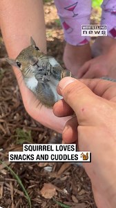 Squirrel Loves Snacks and Cuddles! 🐿️ | Wrestling News