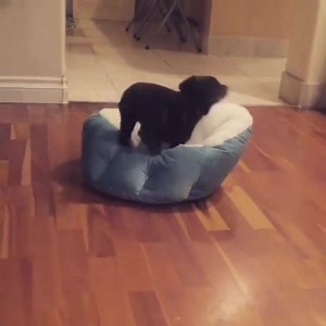 A literal crash course on how to land in your bed. Find Lab pups near you: bit.ly/FindAKCLabradorRetrievers | American Kennel Club