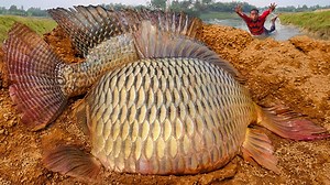 Incredible Big Stuck Fish Catching By Hand In River Flowing Water Dry Place Secret Hole #fishing #fishingtime | Villfishing Tv