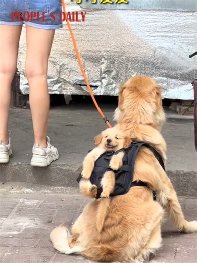 16K views · 578 reactions | How to walk two dogs at once? Just let mom dog carry her own baby on her back! | People's Daily, China | Facebook