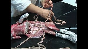 La dissection du lapin  -  Ecole élémentaire