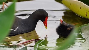 42K views · 1.8K reactions | cute chick of Common Moorhen (黑水鸡,Gallinula chloropus), taken care of by parent. Distinctive dark waterbird that resembles a cross between a duck and a chicken.  #China #nature #birds #wildlife #travel #peace #beauty #beautiful #love | Lin hillside | Facebook