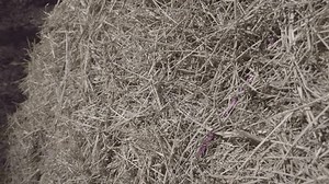 Macro Bermuda Grass Hay Bale Background: video stock (100% royalty free) 1108378507 | Shutterstock