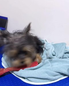 2.5K views · 18 reactions | Fluffy is observed to be fearful of...