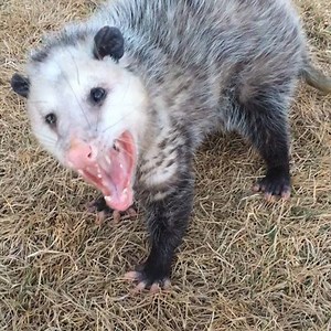Update: Remember the Adult Opossum we got at the end of the month that was hit-by-a-car. He suffered a huge blow to the head. However, he is now able walk and run without falling over. He still has a lean with movement but making great progress. #weloveopossums #tickeaters | Wild West Wildlife Rehabilitation Center
