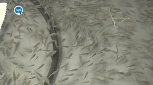 14 reactions | Genetic improvement of local tilapia fish species...