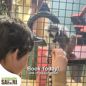 If you’re looking for an extended adventure during your visit to Sustainable Safari, please take a moment to check out our Guided Safari Tour. This tour includes approximately 1 1/2 hours of one on one time with our staff Safari Guide. They’ll escort you around to each of the extra animal experiences that are available, and are happy to talk in depth about each animal. Our Guided Safari Tours are up close, educational and very memorable! 🦥❤️🐇❤️🐍❤️🐢❤️🐊❤️🦙❤️🦘 ❤️ 🐐 Meet Jennifer SLO-pez, ou