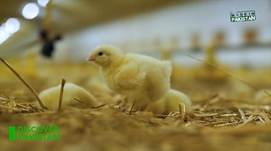 Big Bird takes pride in ensuring quality standards for healthy chicken -Chickens are slaughtered as per strict Shariah Compliance -Prepared with the latest Air Chilling Technology -Strict hygiene protocols are followed to reduce any chances of contamination -Birds are rigorously inspected and tested in state-of-the-art laboratories Video by Discover Pakistan #bigbird #bigbirdfoods #readytocook #homedelivery #frozenfood #newproducts #ordernow | BIG BIRD FOODS