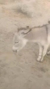Small donkey wonderful life make babe #donkeys #donkeykong #donkey #horse #beautiful #animallover #beach #travel #beachday #foryou #animals #bigdonkey #jungel #Donkey #Village #animal #animals #nature #pet #cute #wildlife #love #dog #pets #photography #cat #cats #naturephotography #instagram #photooftheday #dogs #animallovers #instagood #wildlifephotography #art #animalphotography #of #dogsofinstagram #petstagram #bird #catsofinstagram #puppy #birds #animalsofinstagram | Pettopia