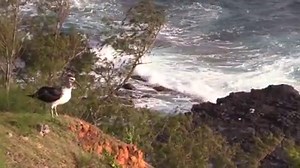 Kalama has fledged! Watch the 2017 Kauai Laysan Albatross cam's star chick spread her wings over the Pacific Ocean for the first time yesterday morning. She will spend the next 3–5 years foraging across the Pacific before returning to the breeding colony, where she'll learn how to court, look for a mate, and eventually begin nesting. Fly high Kalama! A special thanks to the Kauai Albatross Network's fledge watch team for capturing Kalama's first flight from Kauai's shoreline. Meanwhile, three ot