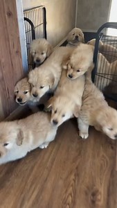 4K views · 299 reactions | #goldenpuppies #puppiesdaily #goldenpup #goldenretrieverpuppiesofinstagram #puppiesoftheday Reposted from @pineviewpuppies | Golden Retrievers | Facebook