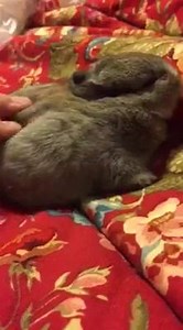 The baby bunny loves being pet! | Bunny Besties