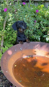 5.4K reactions · 198 shares | Our garden today ☀️ #garden #garten #cottagegarden #wildgarden #gardeninspiration #rustic #vintage #jardin #dachshund #wildlifegarden #sunnygarden #sunshine #water #flowers #sausagedog #mygardentoday #mygarden | Brook cottage | Facebook