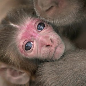 3K views · 118 reactions | Ob Tier oder Mensch: Heute feiern wir alle Mütter auf diesem Planeten. Alles Liebe zum Muttertag! | National Geographic | Facebook