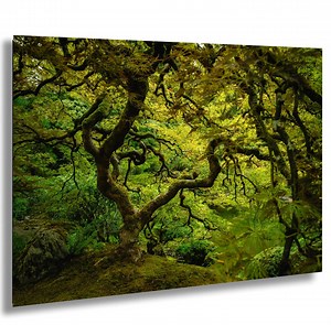 Japanese Maple Tree - Portland, Oregon - Etsy