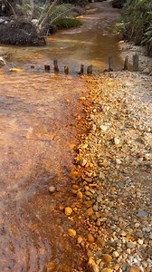 21K views · 275 reactions | Pemburu emas Mendulang emas | vidio mencari emas | gold prospector | panning for $100,000 worth of gold hunter pure gold #goldmining #fyp #viral #vidioviral #goldhunting #goldprospecting #goldhunter #goldpanning #vidiopencariemas #goldmining | Otriadi | Facebook